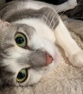 Paloma