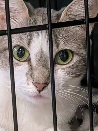 Paloma