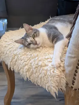 Paloma
