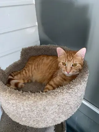 Titus