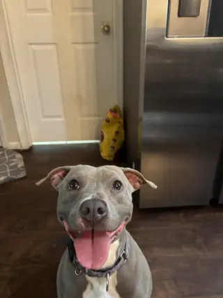 Penny (Penelope)