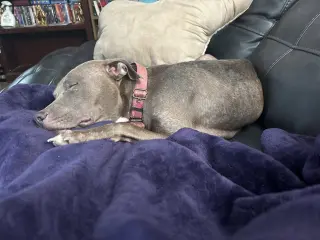 Penny (Penelope)