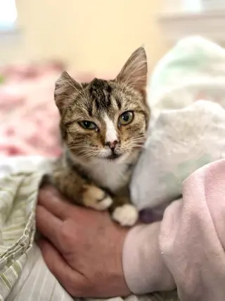 Quartier (Available for pre-adoption)