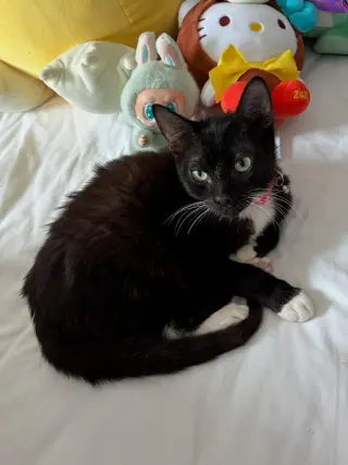 Buddy