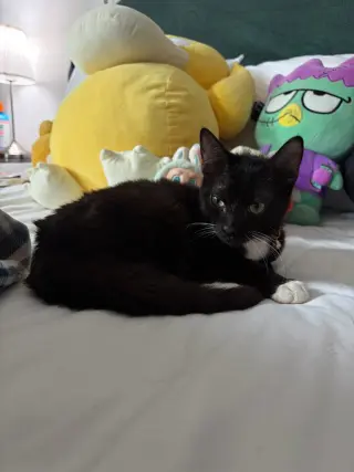 Buddy