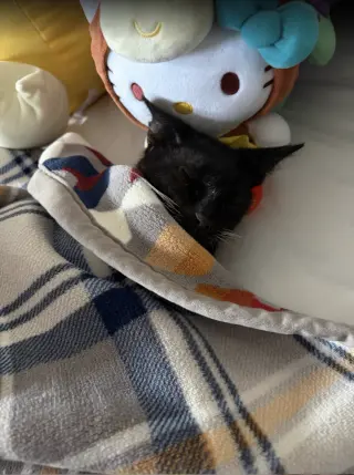 Buddy