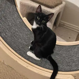 Stella