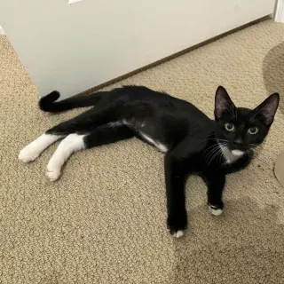 Stella