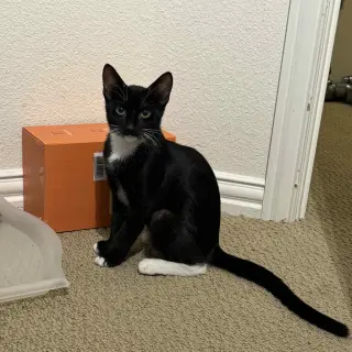 Stella