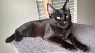 Castor (Chocolate tabby)