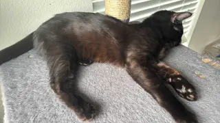 Castor (Chocolate tabby)