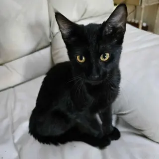 Castor (Chocolate tabby)