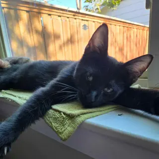 Castor (Chocolate tabby)
