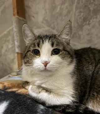 Lena