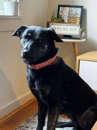 Calypso
