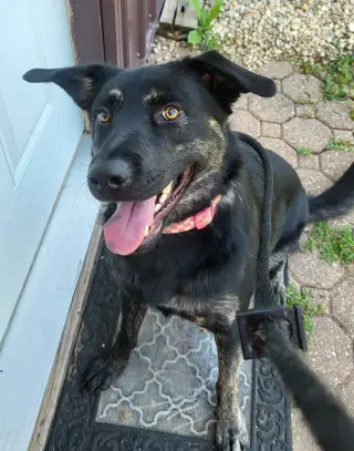 Calypso