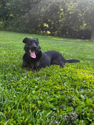 Calypso