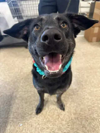 Calypso