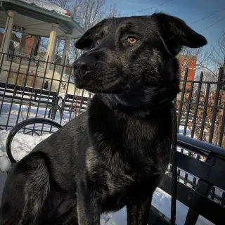 Calypso