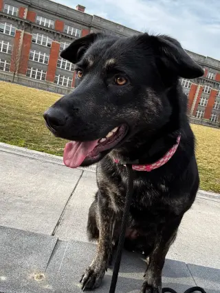 Calypso