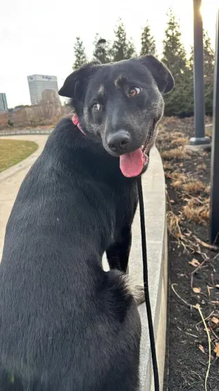 Calypso