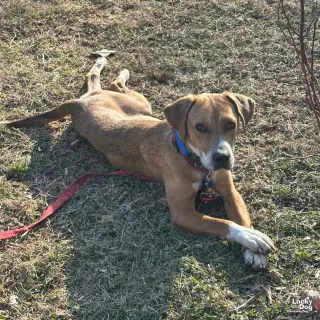 Zena