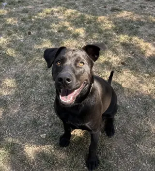 Cami