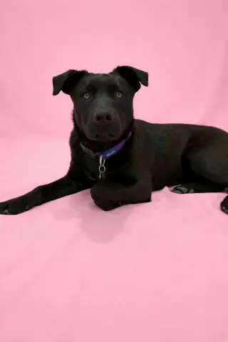 Cami