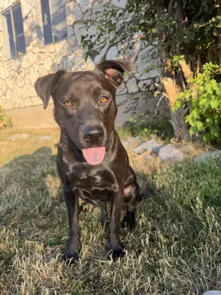 Cami
