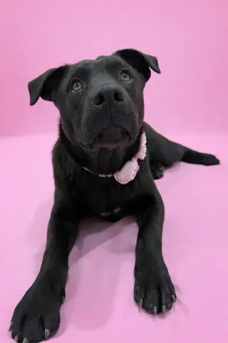 Cami