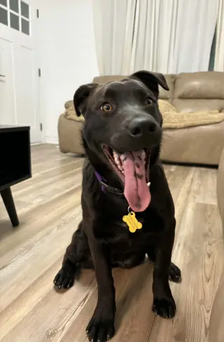 Cami