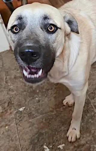 Sheba