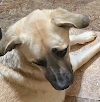 Sheba
