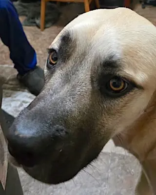 Sheba