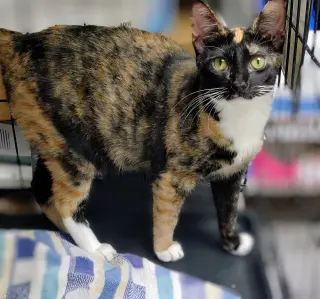 Clementine - PSP Foster Home