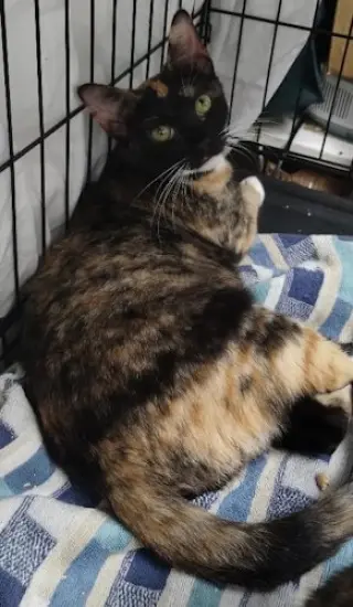 Clementine - PSP Foster Home