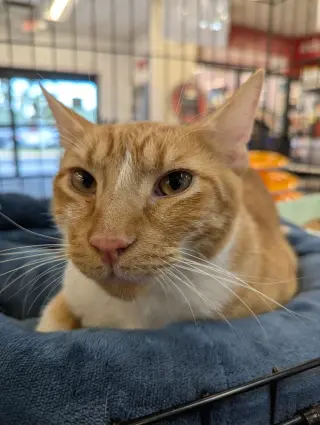 Cheddar Bay Biscuit