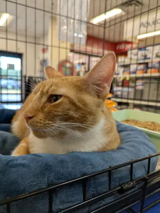 Cheddar Bay Biscuit