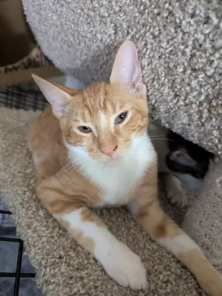 Cheddar Bay Biscuit