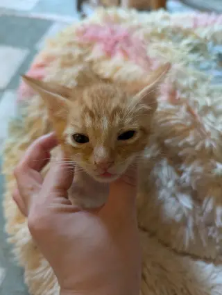 Cheddar Bay Biscuit