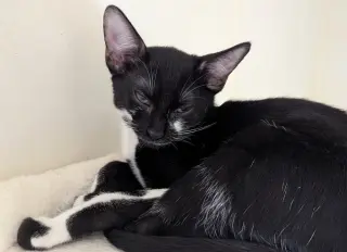 Marzipan