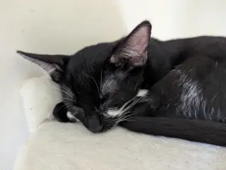 Marzipan