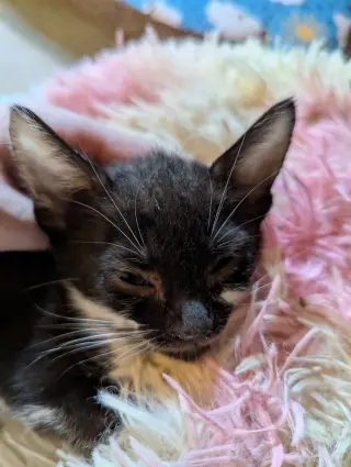 Marzipan