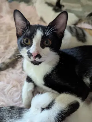 Oreo