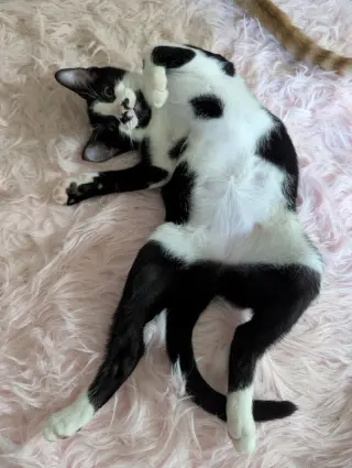 Oreo