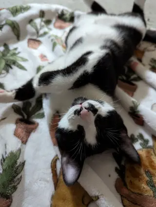Oreo