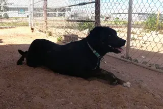 Ninja