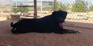 Ninja