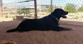 Ninja