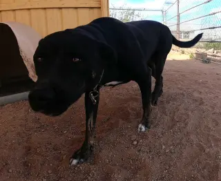 Ninja